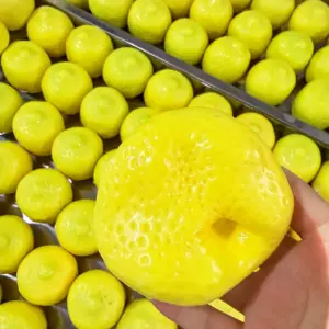 Color-Changing Lemon Squishy Toy – Handmade Crunchy ASMR Stress Relief Sensory Toy Product Image